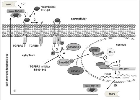 tgf beta gene|TGFBR1 Gene .